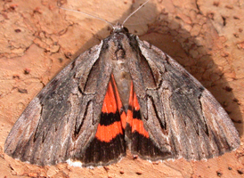 Ultronia Underwing